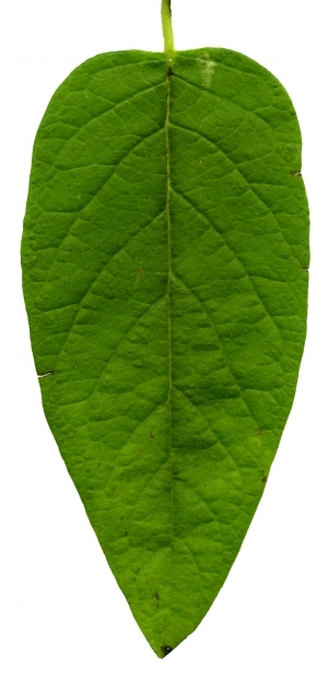 ModernPlant Leaves