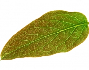 ModernPlant Leaves