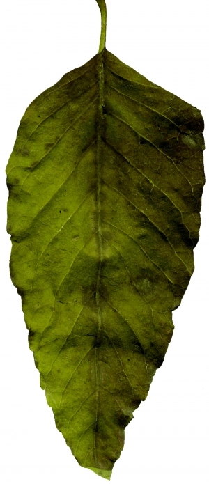 ModernPlant Leaves