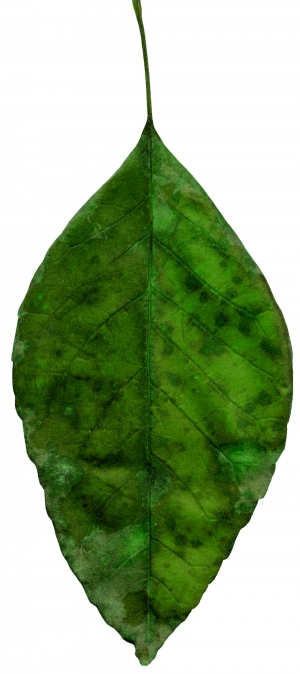植物树叶-ID:941807995
