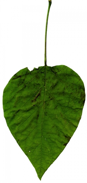 ModernPlant Leaves