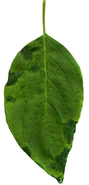 ModernPlant Leaves