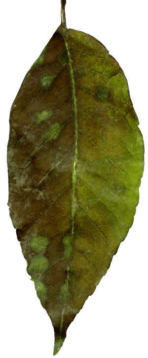 植物树叶-ID:405095101
