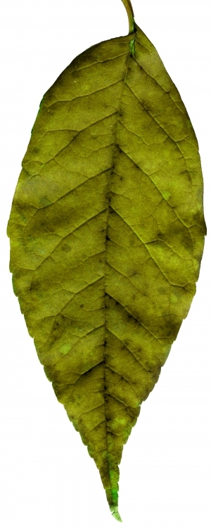 ModernPlant Leaves