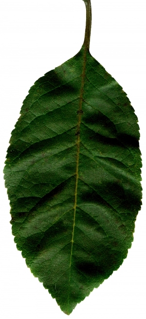 ModernPlant Leaves