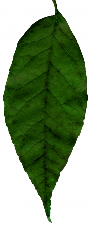 植物树叶-ID:819191934