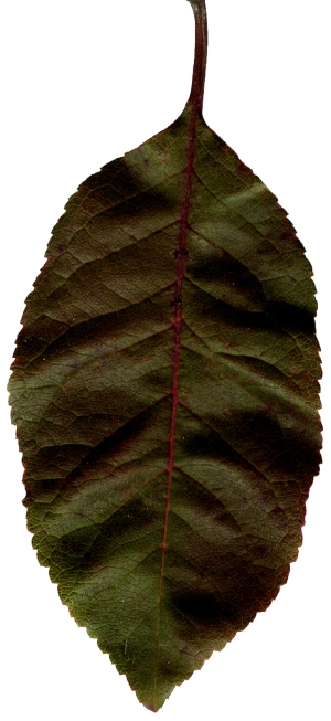 植物树叶-ID:171987065