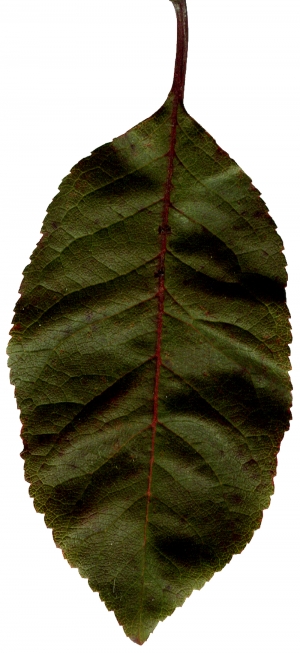 植物树叶-ID:100980045