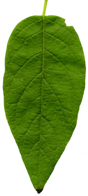 ModernPlant Leaves
