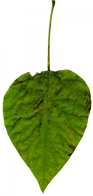 植物树叶-ID:434410632