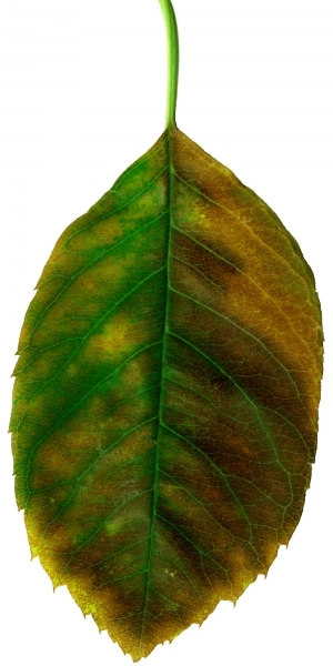 ModernPlant Leaves