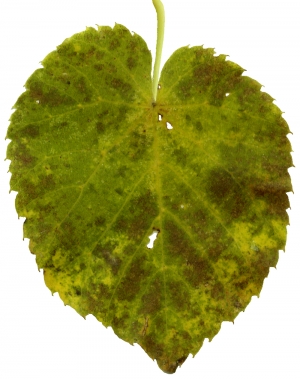 植物树叶-ID:975791932