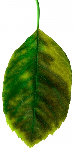ModernPlant Leaves