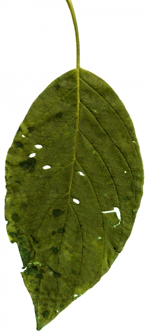 植物树叶-ID:712747102