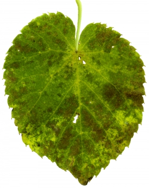 植物树叶-ID:218379029