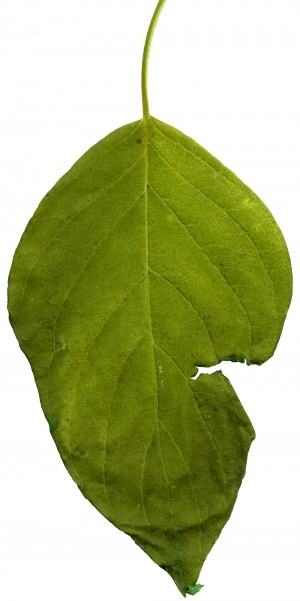 ModernPlant Leaves