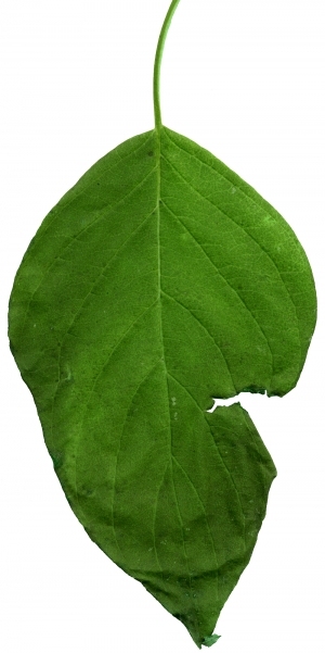 ModernPlant Leaves