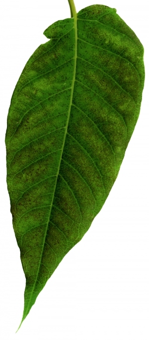 ModernPlant Leaves