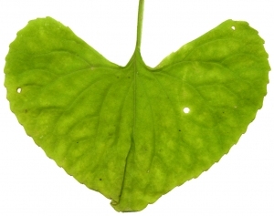 ModernPlant Leaves