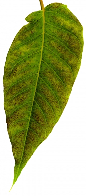ModernPlant Leaves