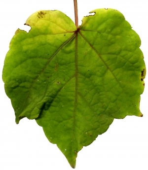 ModernPlant Leaves