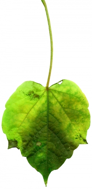 ModernPlant Leaves