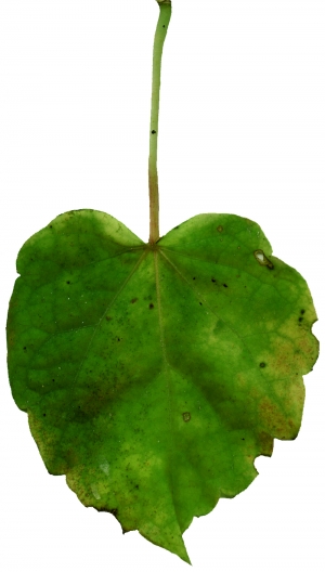 植物树叶-ID:553782949