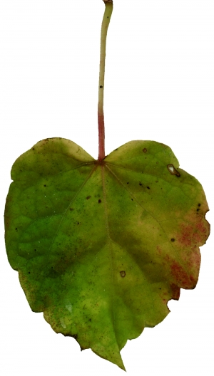 植物树叶-ID:273343094