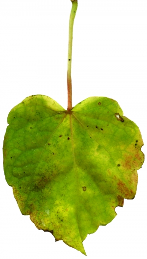 植物树叶-ID:823905946