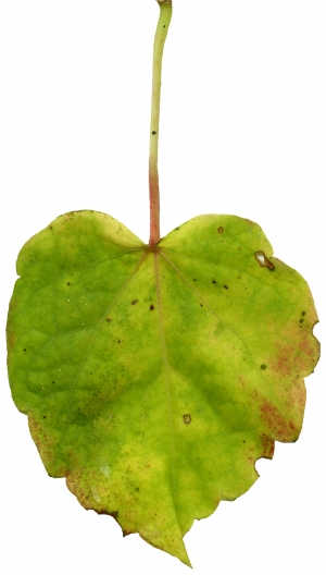 植物树叶-ID:295320992