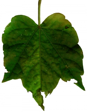 植物树叶-ID:735435961