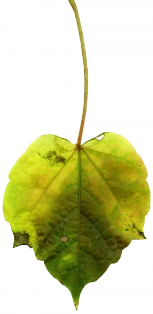 植物树叶-ID:182360899