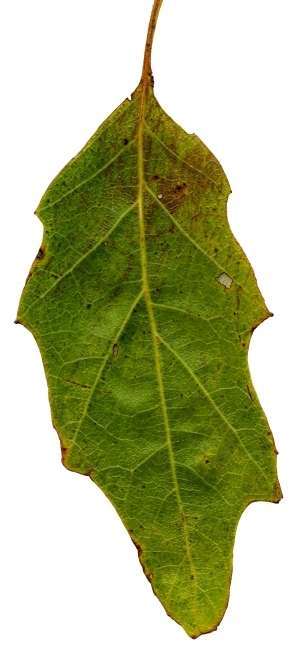 ModernPlant Leaves