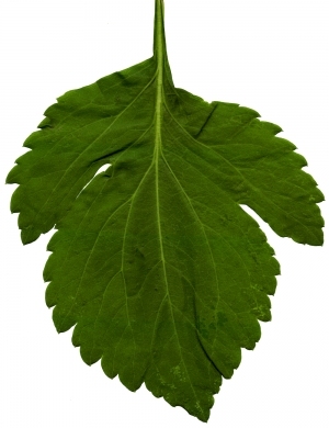 ModernPlant Leaves