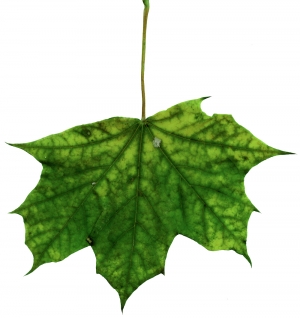 植物树叶-ID:144975902