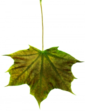 植物树叶-ID:432240011