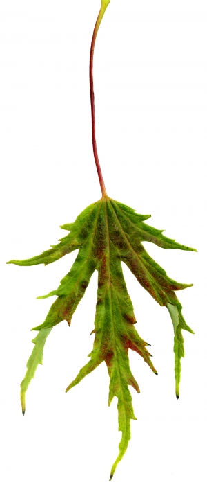 植物树叶-ID:595793014