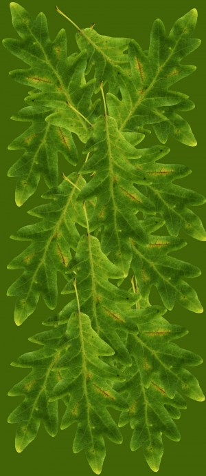 植物树叶-ID:786931994