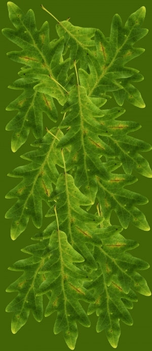 ModernPlant Leaves