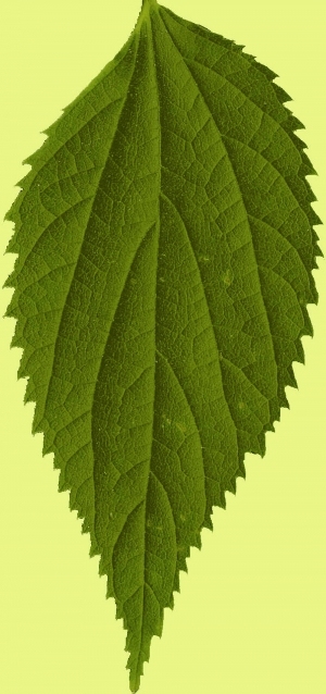 ModernPlant Leaves