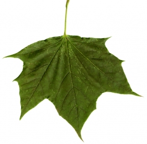 ModernPlant Leaves