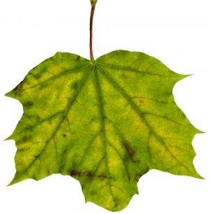 ModernPlant Leaves