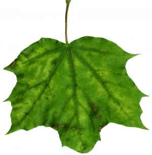 ModernPlant Leaves