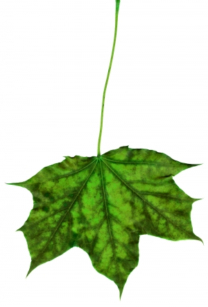 植物树叶-ID:657722951