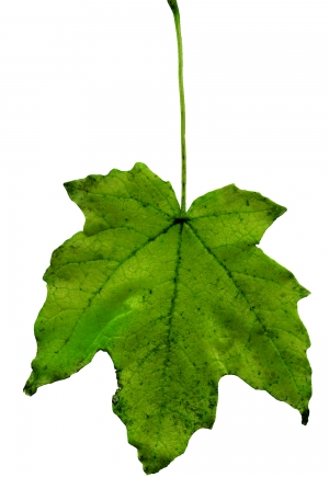 植物树叶-ID:489463098