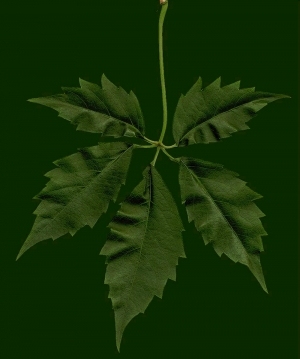 ModernPlant Leaves