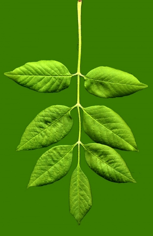 植物树叶-ID:769954922