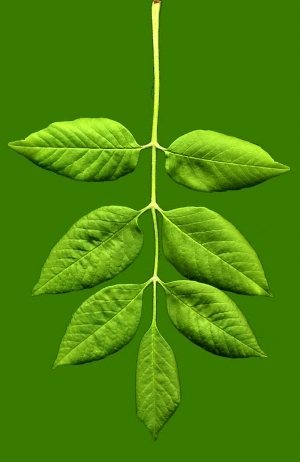 ModernPlant Leaves