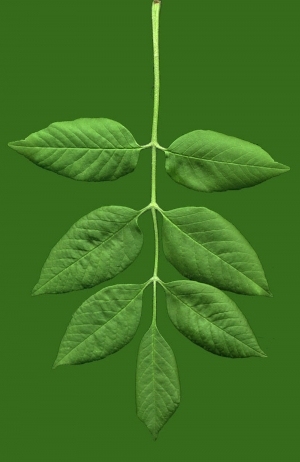 ModernPlant Leaves