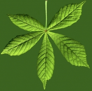 ModernPlant Leaves